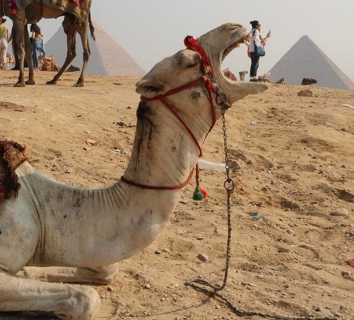 18 օրինակներ, թե ինչու լուսանկարելիս չպետք է թերագնահատել անկյունն ու հեռանկարը