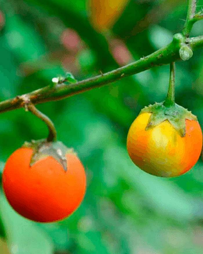 Ինչպիսի՞ն էին մեզ համար սովորական մրգերն ու բանջարեղենները հին ժամանակներում