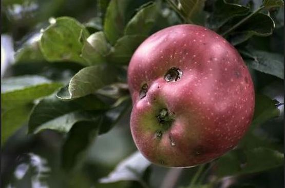 &laquo;Բնությունը տարօրինակ է&raquo;: Բանջարեղեն և մրգեր, որոնք տարբերվում են իրենց զվարճալի ձևով