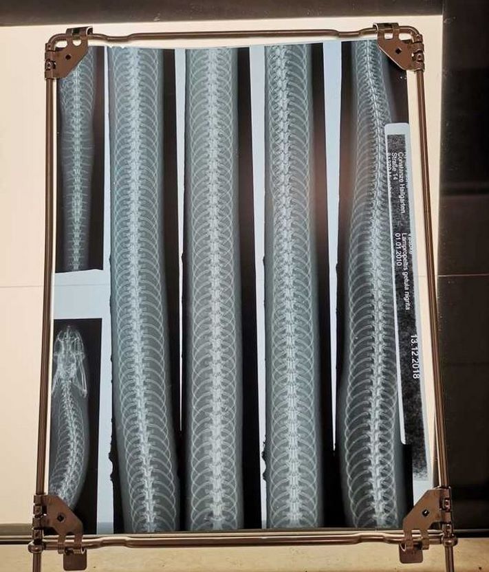 19 ռենտգենյան լուսանկարներ, որոնք շատ հետաքրքիր բաներ են բացահայտում