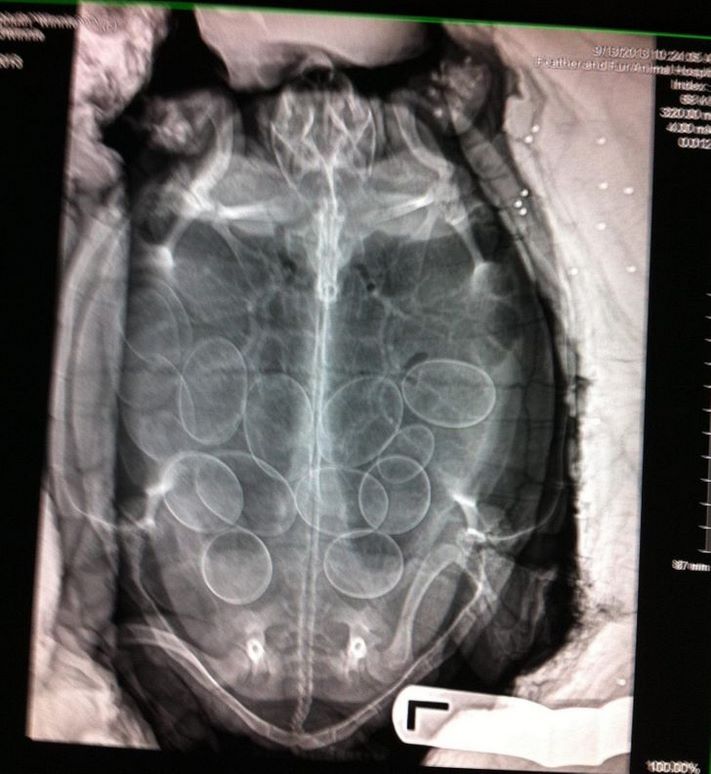 19 ռենտգենյան լուսանկարներ, որոնք շատ հետաքրքիր բաներ են բացահայտում