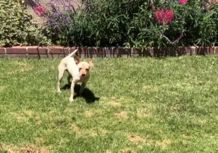 Անօթևան շանը բռնեցին քնեցնելու համար, բայց անցորդը նրա հետ վերցրեց