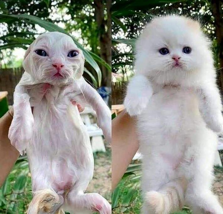 20 զվարճալի լուսանկար ամեն ինչի մասին` ձեր տրամադրությունը բարձրացնելու համար