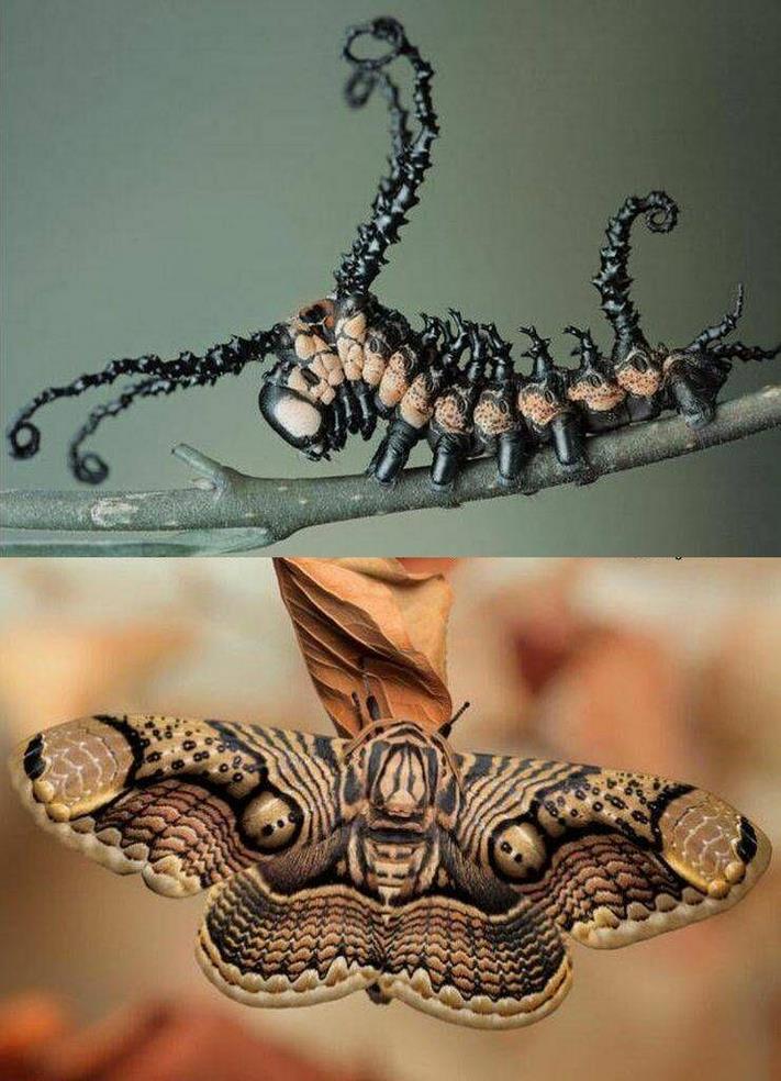 20 զվարճալի լուսանկար ամեն ինչի մասին` ձեր տրամադրությունը բարձրացնելու համար