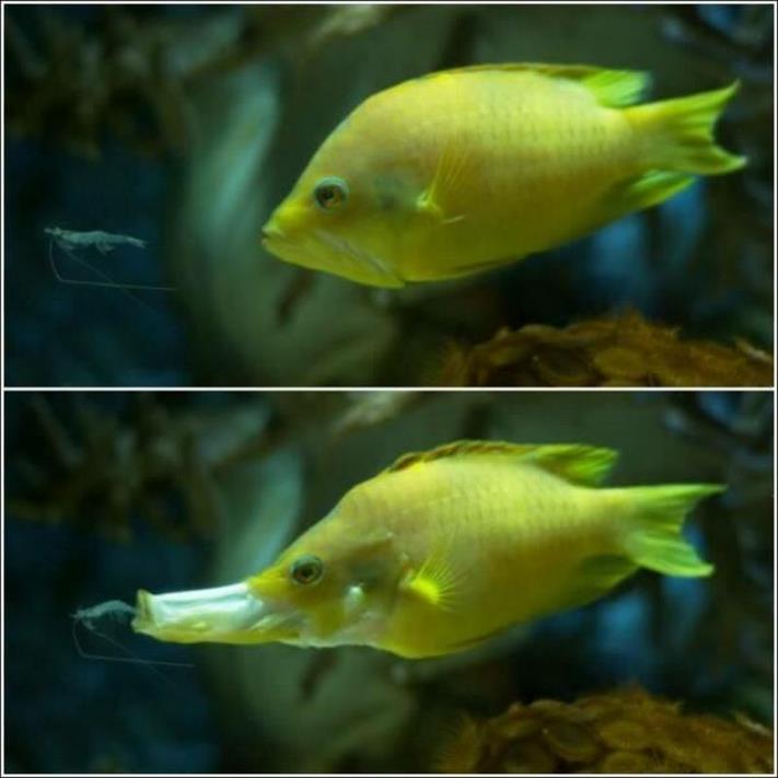 20 զվարճալի լուսանկար ամեն ինչի մասին` ձեր տրամադրությունը բարձրացնելու համար