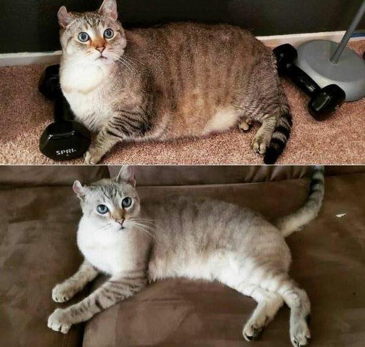 20 զվարճալի լուսանկար ամեն ինչի մասին` ձեր տրամադրությունը բարձրացնելու համար