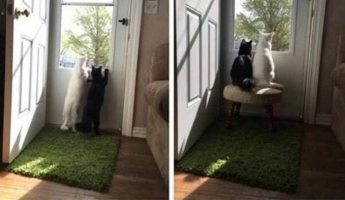 20 զվարճալի լուսանկար ամեն ինչի մասին` ձեր տրամադրությունը բարձրացնելու համար