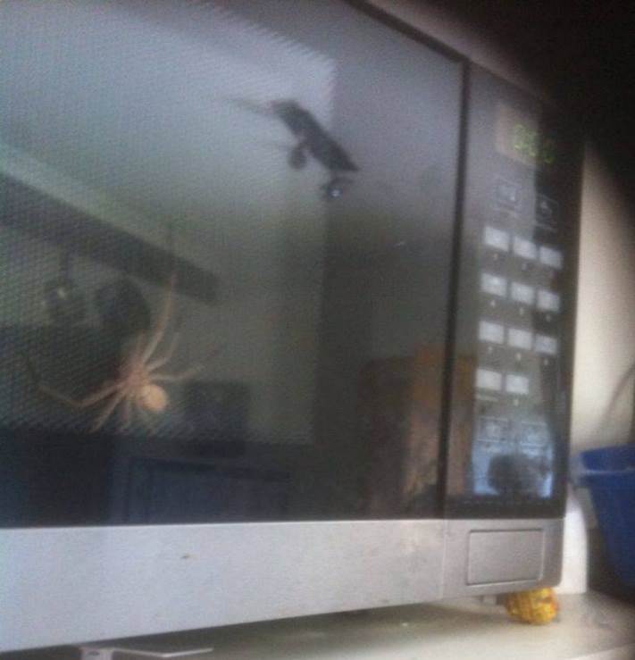 13 լուսանկար Ավստրալիայից, որից հետո դուք չեք ցանկանա այնտեղ մեկնել