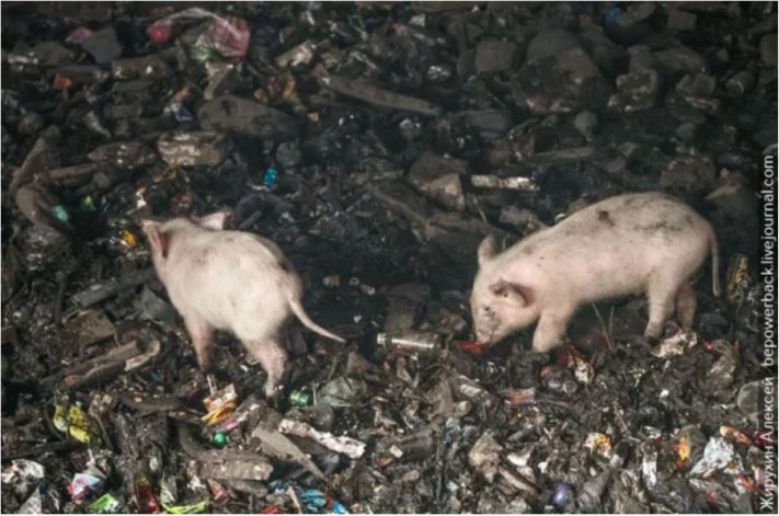 9 պատճառ, թե ինչու ես այլևս երբեք չեմ մեկնի Հնդկաստան: ԵՐԲԵՔ