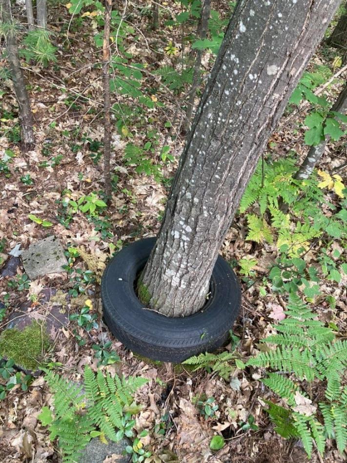 18 կատակներ մայր բնությունից, որպեսզի մարդիկ չհանգստանան