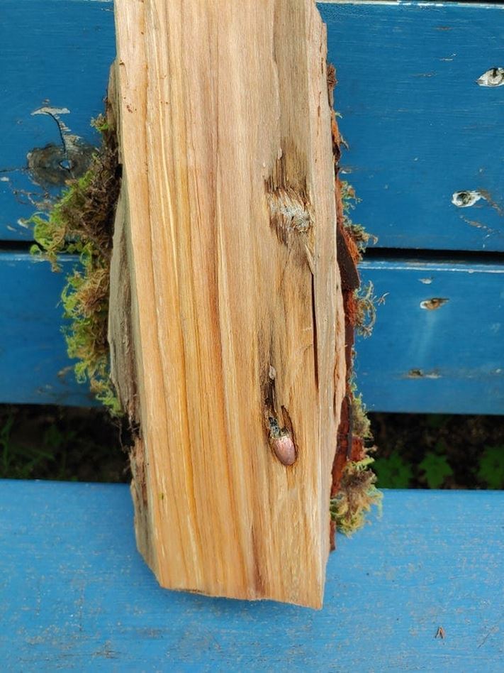 Առօրյա իրերի 17 լուսանկար, որոնցում կարելի է հայտնաբերել բոլորովին անսպասելի բաներ