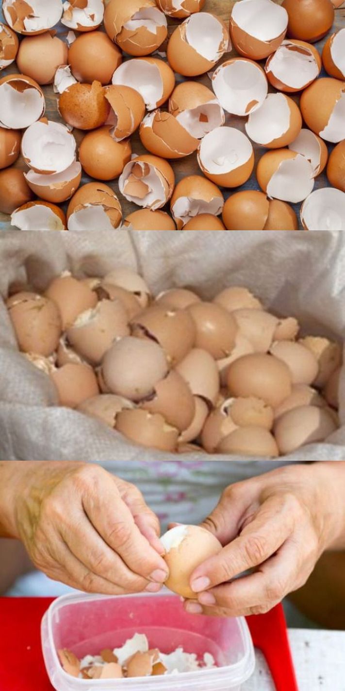 Չի կարելի հենց այնպես վերցնել և դեն նետել ձվի կեղևը․ դրա տակ գանձ է թաքնված