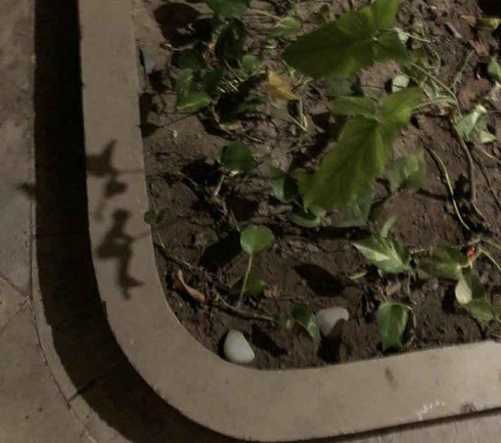 Օպտիկական պատրանքներով լուսանկարներ. Ստուգեք ձեր տեսողությունը