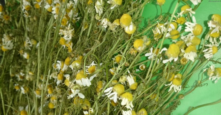 Լյարդը դեղաբույսերով բուժելու 5 ստուգված բաղադրատոմս