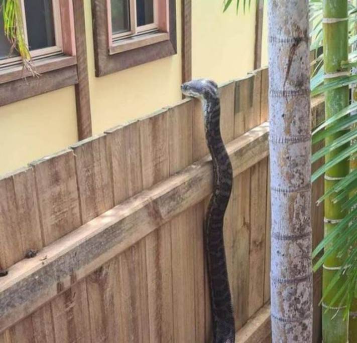 13 լուսանկար Ավստրալիայից, որից հետո դուք չեք ցանկանա այնտեղ մեկնել