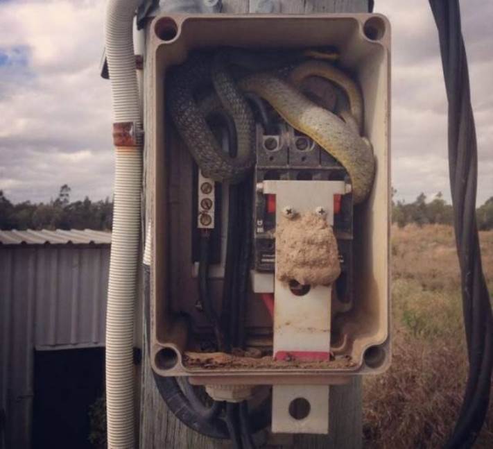 13 լուսանկար Ավստրալիայից, որից հետո դուք չեք ցանկանա այնտեղ մեկնել