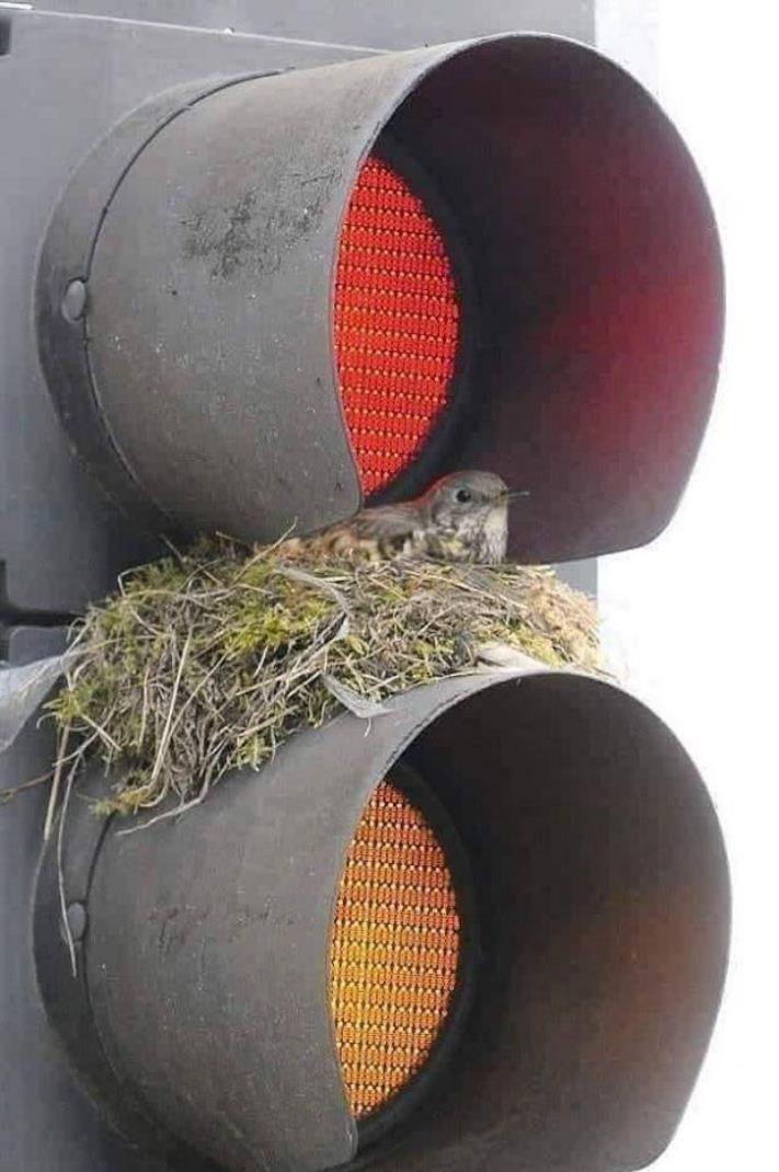 18 կատակներ մայր բնությունից, որպեսզի մարդիկ չհանգստանան