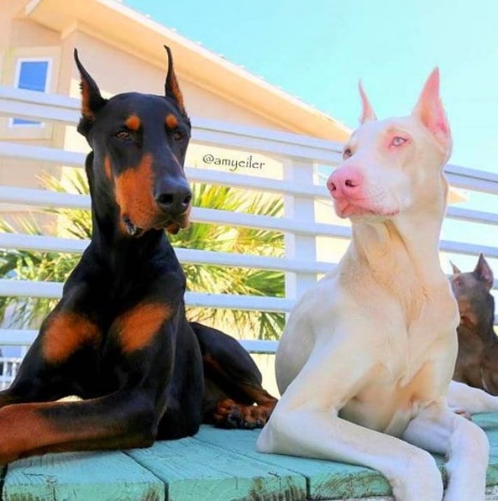 Ալբինոս կենդանիներ, որոնք կզարմացնեն ձեզ իրենց արտասովոր գեղեցկությամբ