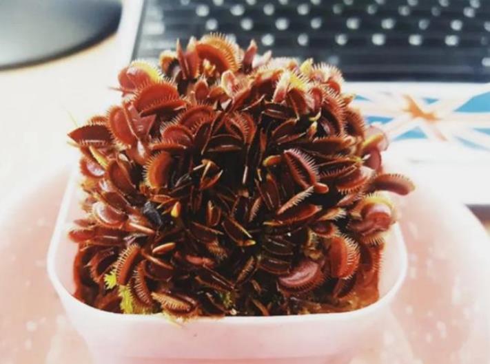 Սահմռկեցուցիչ կադրեր, որոնք կարելի է դիտել ժամերով