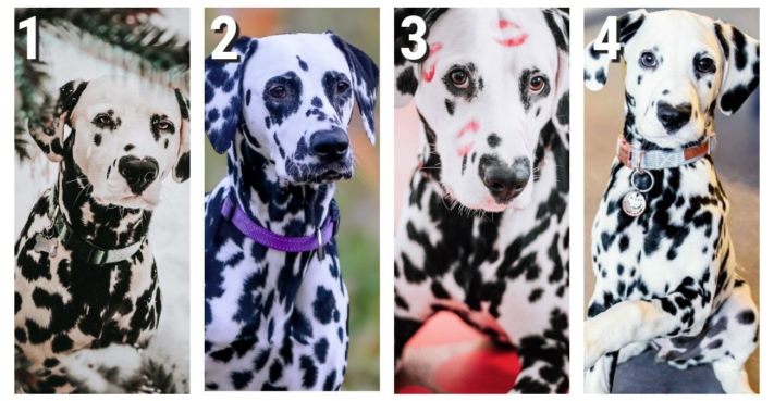 Ընտրեք դալմատին և պարզեք, թե որքան թեթև է ձեր խառնվածքը` ըստ կանացի հոգեբանական թեստի