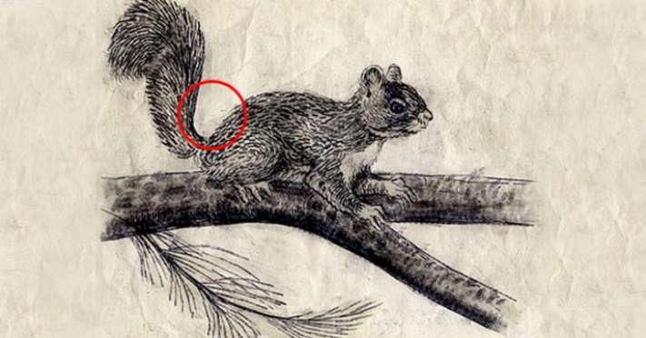 Ի՞նչ եք կարծում, այստեղ սկյուռ է նկարված: Մեծացրեք նկարը&hellip;