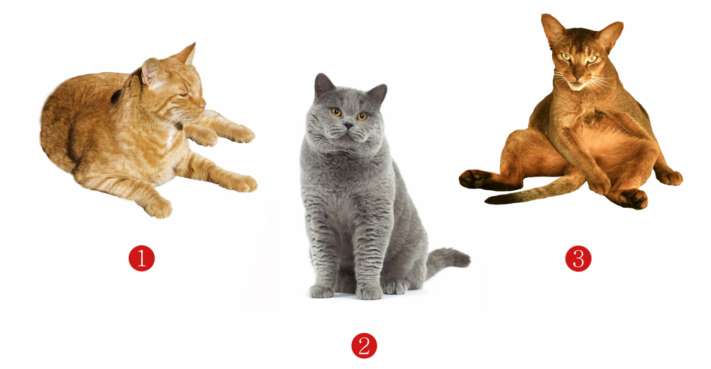 Հոգեբանական թեստ. Ընտրված կատուն կբացահայտի ձեր անհատականության թաքնված գծերը