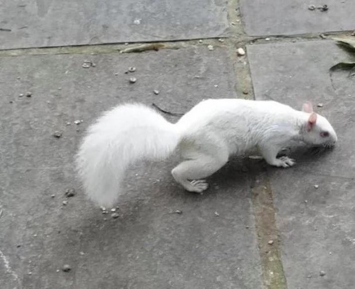 Ալբինոս կենդանիներ, որոնք կզարմացնեն ձեզ իրենց արտասովոր գեղեցկությամբ