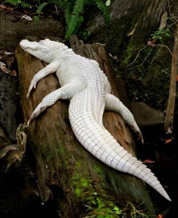 Ալբինոս կենդանիներ, որոնք կզարմացնեն ձեզ իրենց արտասովոր գեղեցկությամբ