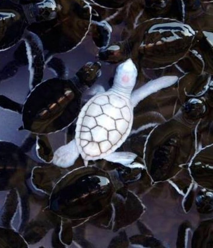 Ալբինոս կենդանիներ, որոնք կզարմացնեն ձեզ իրենց արտասովոր գեղեցկությամբ