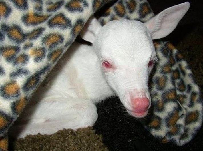 Ալբինոս կենդանիներ, որոնք կզարմացնեն ձեզ իրենց արտասովոր գեղեցկությամբ