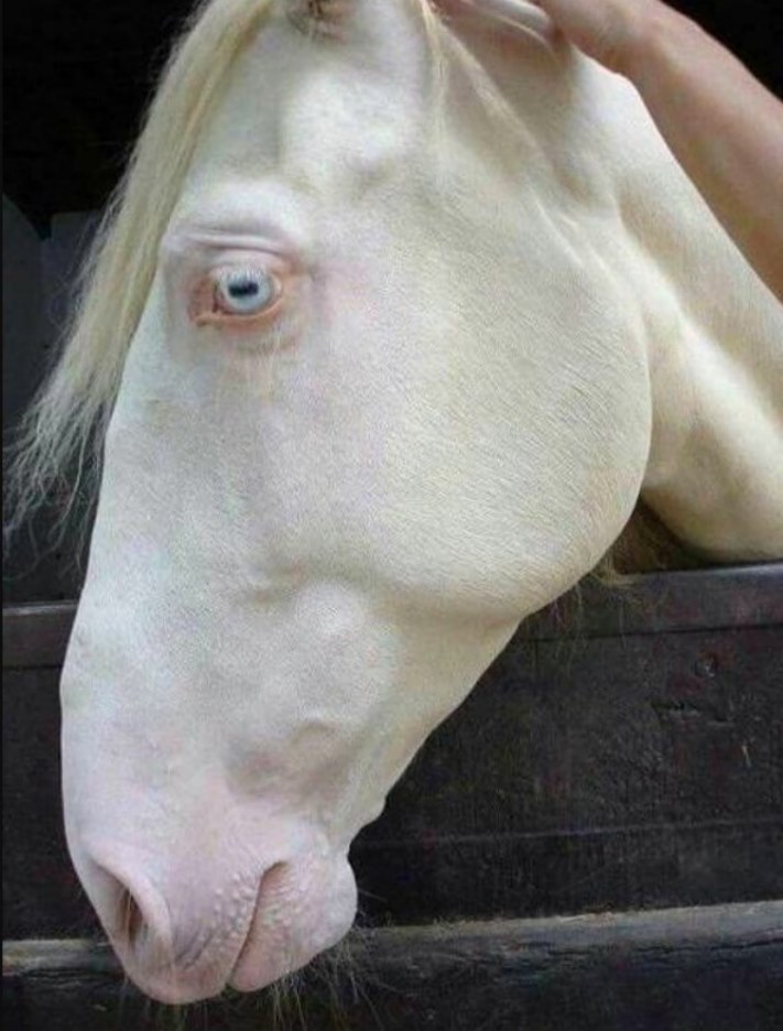 Ալբինոս կենդանիներ, որոնք կզարմացնեն ձեզ իրենց արտասովոր գեղեցկությամբ