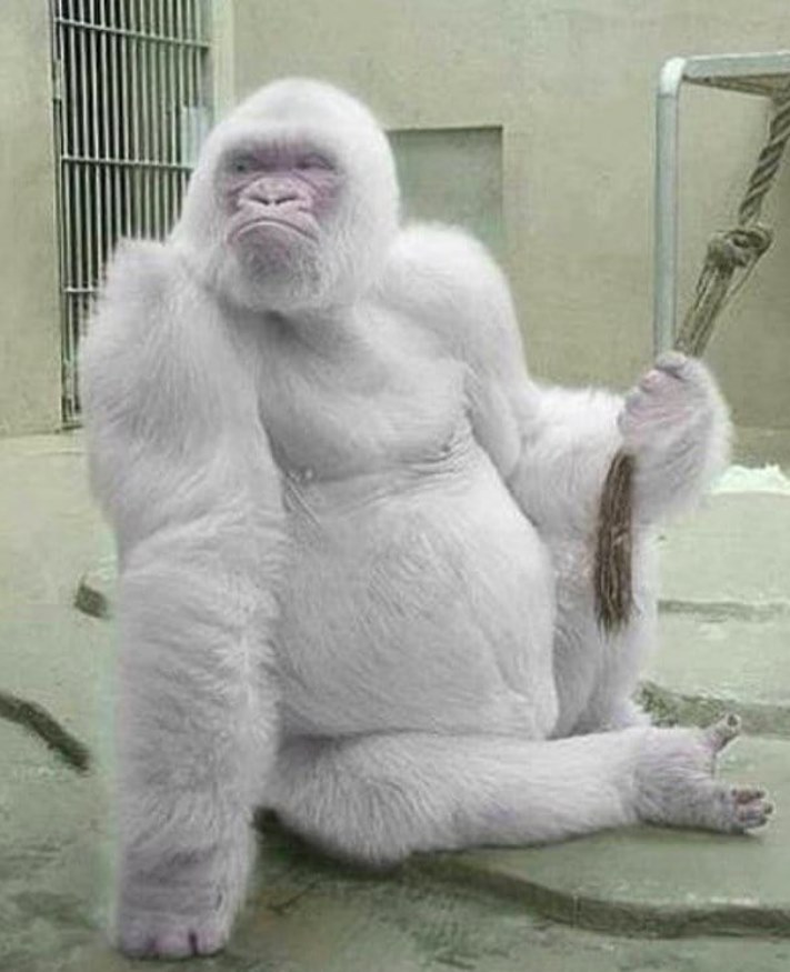 Ալբինոս կենդանիներ, որոնք կզարմացնեն ձեզ իրենց արտասովոր գեղեցկությամբ