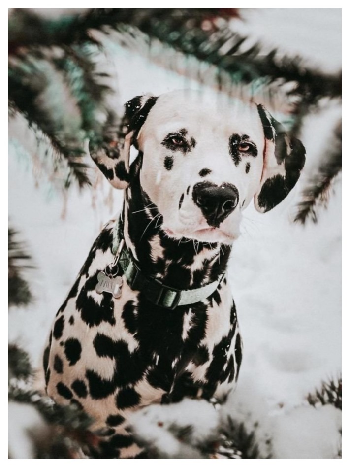 Ընտրեք դալմատին և պարզեք, թե որքան թեթև է ձեր խառնվածքը` ըստ կանացի հոգեբանական թեստի