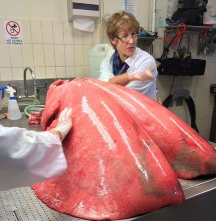 8 լուսանկար, որոնք կզարմացնեն նույնիսկ նրանց, ովքեր կարծում են, որ ամեն ինչ տեսել են