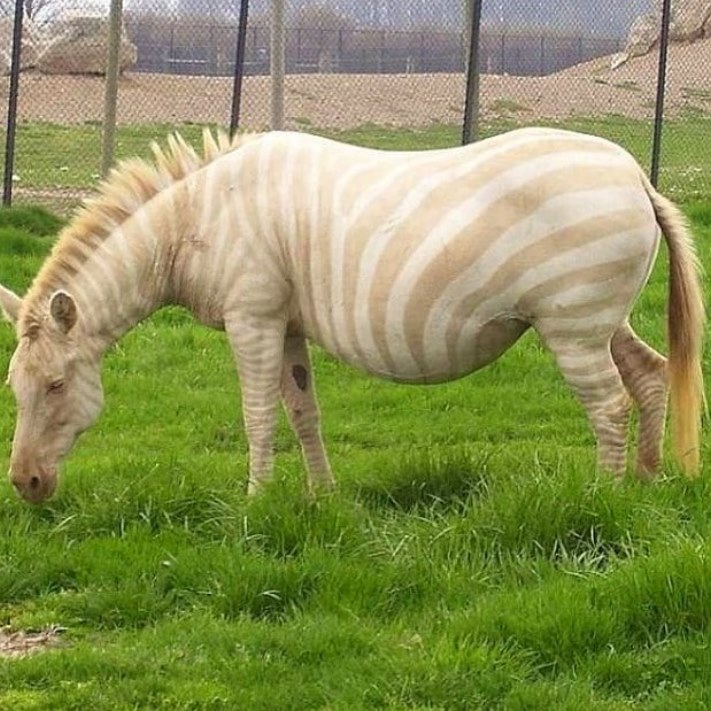 Ալբինոս կենդանիներ, որոնք կզարմացնեն ձեզ իրենց արտասովոր գեղեցկությամբ