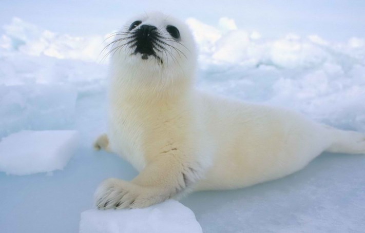 Հոգեբանական թեստ։ Նկարում տեսած առաջին կենդանին կպատմի ձեր կամային հատկությունների մասին