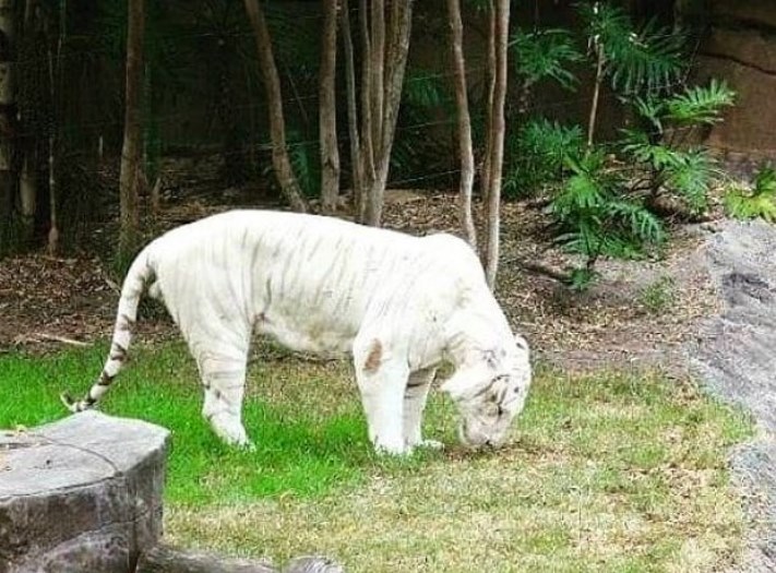 Ալբինոս կենդանիներ, որոնք կզարմացնեն ձեզ իրենց արտասովոր գեղեցկությամբ