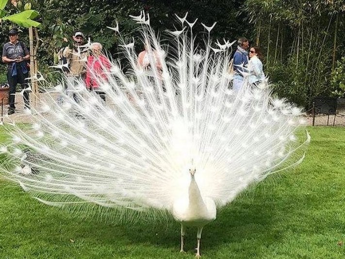 Ալբինոս կենդանիներ, որոնք կզարմացնեն ձեզ իրենց արտասովոր գեղեցկությամբ