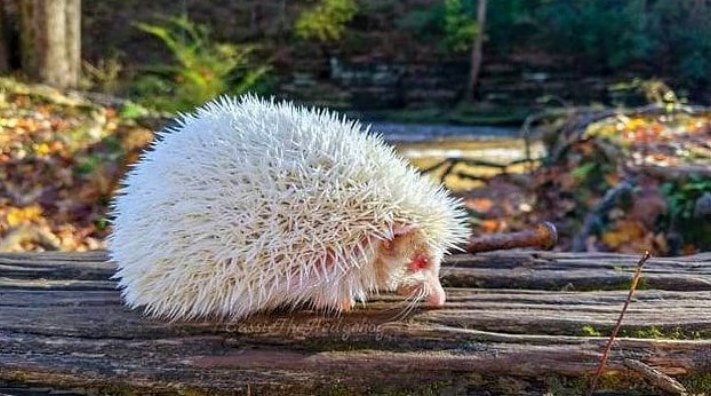 Ալբինոս կենդանիներ, որոնք կզարմացնեն ձեզ իրենց արտասովոր գեղեցկությամբ