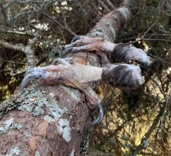 Սահմռկեցուցիչ կադրեր, որոնք կարելի է դիտել ժամերով