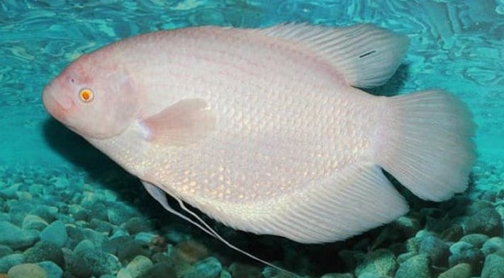 Ալբինոս կենդանիներ, որոնք կզարմացնեն ձեզ իրենց արտասովոր գեղեցկությամբ