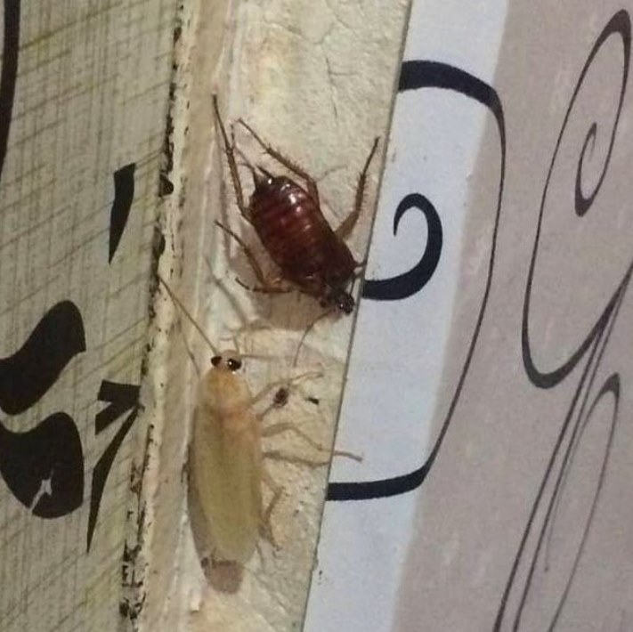 Ալբինոս կենդանիներ, որոնք կզարմացնեն ձեզ իրենց արտասովոր գեղեցկությամբ