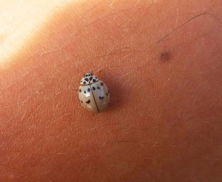 Ալբինոս կենդանիներ, որոնք կզարմացնեն ձեզ իրենց արտասովոր գեղեցկությամբ