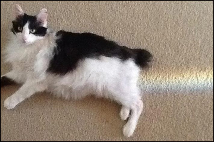 Այստեղ չկա ոչ մի կաթիլ ֆոտոշոփ: 16 նկար, որոնք դուք ստիպված կլինեք նայել մեկ անգամից ավելի