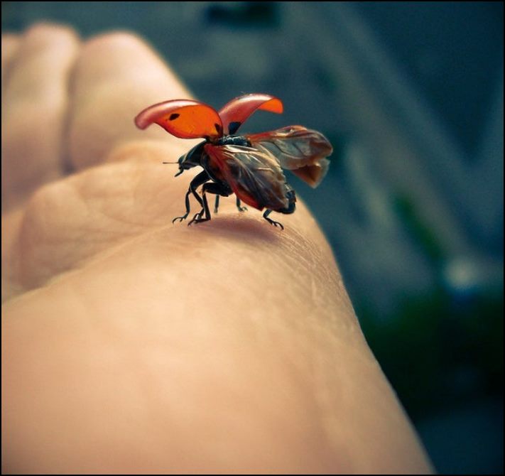 Այստեղ չկա ոչ մի կաթիլ ֆոտոշոփ: 16 նկար, որոնք դուք ստիպված կլինեք նայել մեկ անգամից ավելի