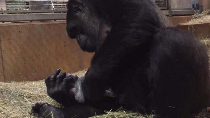 Բացարձակ հաճույք։ Կենդանաբանական այգում բոլորը նայում են, թե ինչպես է գորիլան անընդհատ համբուրում իր նորածին ձագին