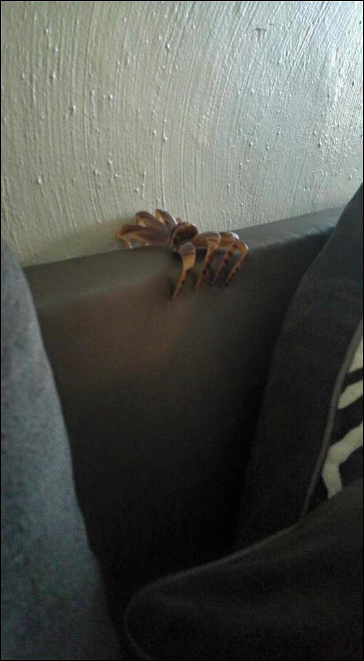 15 լուսանկար, որոնք ցույց են տալիս, թե ինչպես մարդը կարող է խառնել իրերը և ուժեղ վախենալ