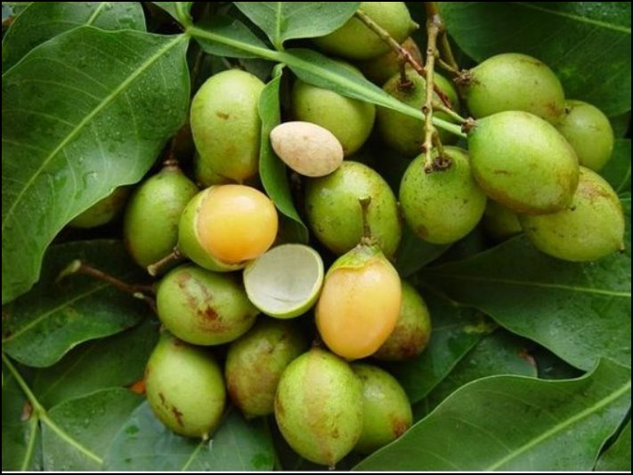Պտուղ, որը վերացնում է անքնությունը և մի քանի րոպե անց խթանում է ուղեղի աշխատանքը