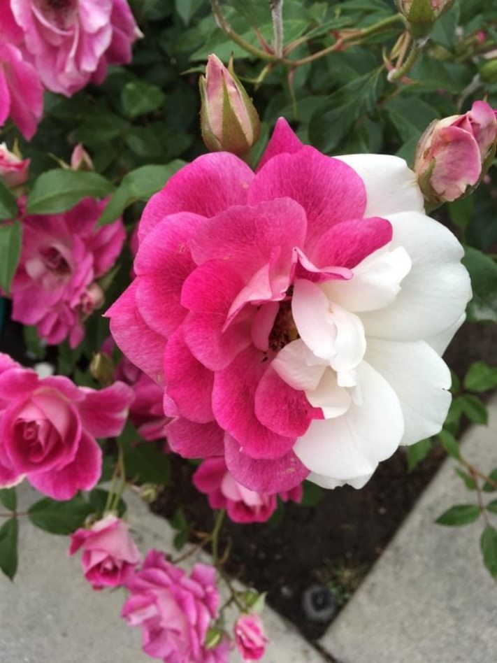 17 զարմանահրաշ լուսանկարներ, որոնք բացահայտում են մեզ նոր, անհայտ աշխարհ` ստեղծված բնության կողմից