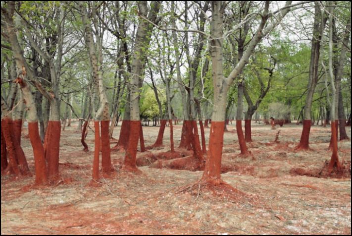 20 այնպիսի բաներ, որոնց ոչ ոք չէր հավատա, եթե չլուսանկարեին